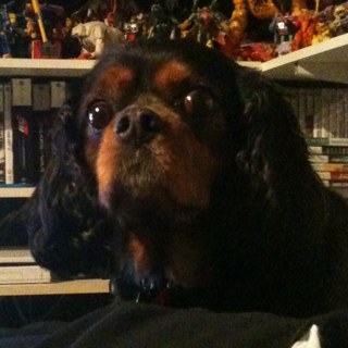 SideswipeGP's profile picture. Collector of thousands of plastic robots/Player of videogames/REPS Level 3 Personal Trainer..