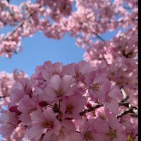 Tahani (@tahanii995) 's Twitter Profile