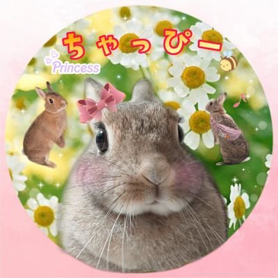 うさぎのちゃっぴーさんのプロフィール画像