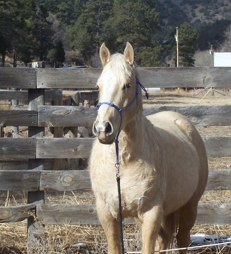 Love God. I enjoy doing anything that has to do with horses.Am currently training horses. Love arabian horses. Free-lance writer.