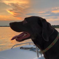 BayouDog (@gdrow1) 's Twitter Profile