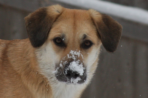 BashabaChinooks's profile picture. Bashaba Chinooks - Leading the way to Chinook magic!  

Devoted to preserving the Chinook dog - temperament, health, and working ability.