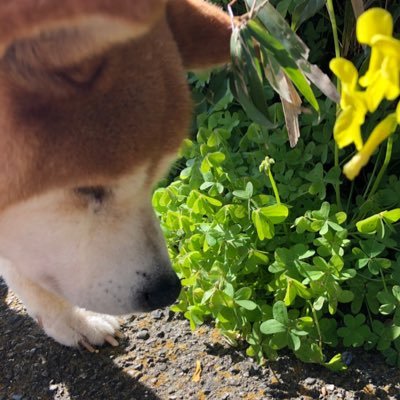 翔くんママ お腹壊してると思われる芝くん フォロワーさんが教えてくれた 食欲と健康は比例してる と これだったら大丈夫かな また起きたからジアゼパム2錠追加したら エサ食べながら眠りました 私も今のうちに睡眠取らせていただきます
