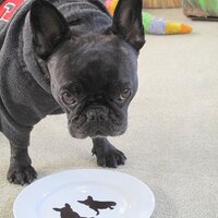 elBulliFoundation (@bullifoundation) 's Twitter Profile