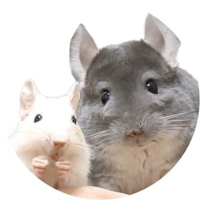 ちーちゃんねるペット🐰 (@chiichannel_pet) / X ちーちゃんねるペット🐰 (@chiichannel_pet) / X