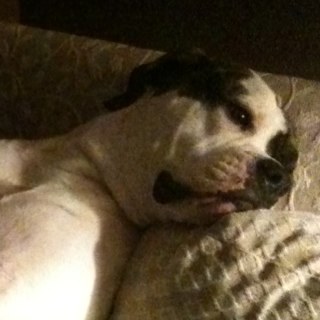 turtle4455's profile picture. 