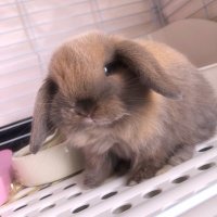 chizu🌻よもぎとムスッコ🐰👶 (@8xxxchixxx10) 's Twitter Profile Photo chizu🌻よもぎとムスッコ🐰👶 (@8xxxchixxx10) 's Twitter Profile Photo