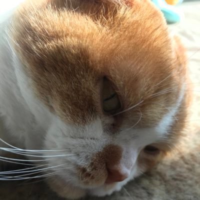 harame_ora's profile picture. はるみだょ