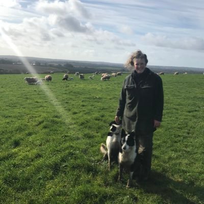 Dairy, Beef and Sheep Farming in West Wales 🏴 🐮 🐑