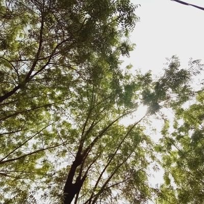 SoungoDiarra8's profile picture. 