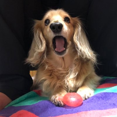 ミニチュアダックス飼ってます( ˙˘˙) かわいぃ愛犬の日常生活\( ´꒳` )/無言フォローすいませんm(_ _)m良ければフォローよろしくお願いしますm(_ _)m