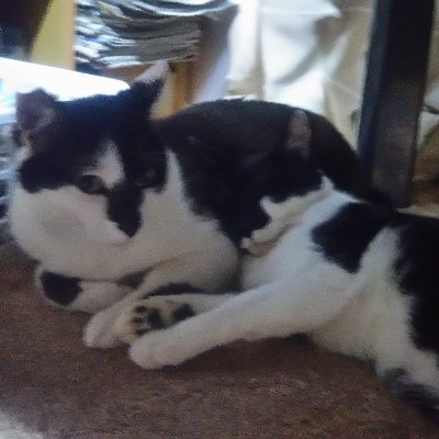 kentyobi3's profile picture. ボクシング好き👊海釣り好き、アジング、メバリング、ワインド、エギング、飛ばしサビキ、釣った魚は捌いて食べるのも好き♪釣りは土曜日の夜から夜明けまで🎣無言フォロー失礼します。