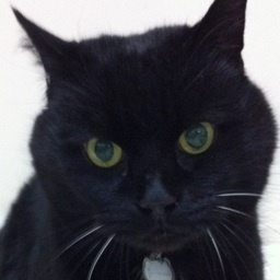 グラフィックデザインを生業にしています。黒猫おぐらは2012/1/17、黒猫きなこは2013/10/19旅立ちました。そして、もなか+かのこ（タビー柄）すあま（長毛）こはく（白）が家族になりました。その後、かりん（長毛）あずき（黒）も仲間入り。猫6匹と人間ふたり「いつかは山に帰るのよ」と東京の西側で暮らしています。