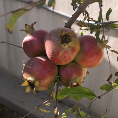 حسين بن أحمد السادة Profile