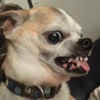 sick of this shit (@sick_of_it59) 's Twitter Profile