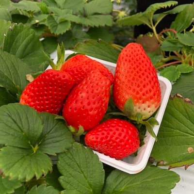 三男が 始めたTwitter。
３人の子育てを終えてこれからは
自分の時間を楽しんでほしいらしい。
よろしくお願いします(•ᵕᴗᵕ•)⁾⁾ぺこ