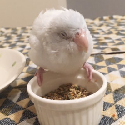 Ruuu!!さんのプロフィール画像