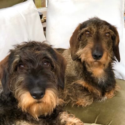 Percy and his nephew Sid, standard,wire haired, determined, #dachshunds Insta:@Percy_sid_hounds