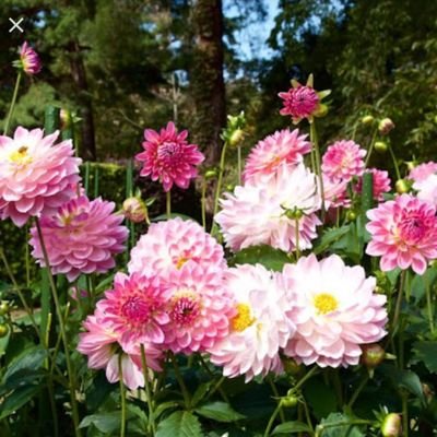 AsitSar38433750's profile picture. asit💯💞💯💞💯💞💯 🇨🇳🇨🇳💯💞💯💞💯💞💯 🇨🇳🇨🇳