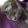 MarieDIAS7's profile picture. #chats #chaton #associations #protectionanimale #adoptionchat #AdoptDontShop #vegan #animals #adopterrendheureux