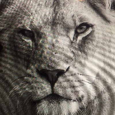 SharonH04987472's profile picture. REBEL