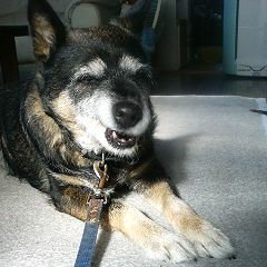 tanukikuro12's profile picture. わんわんわん❗ガルルル❕