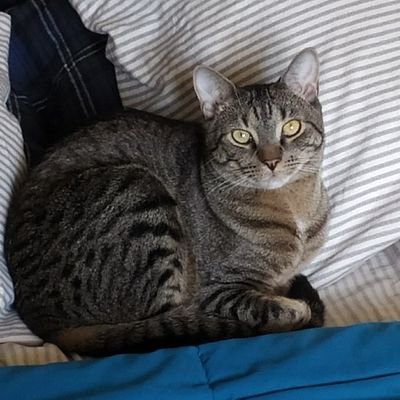 Makaris10's profile picture. Doomer. Good things aren't possible.