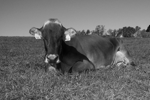 Virginia Tech Alumni, former dairy farmer, Rockingham County Virginia Dairy Extension Agent