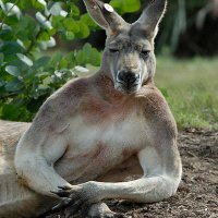 CryptoKangaroo(@Kangaroo_In_US) 's Twitter Profile Photo