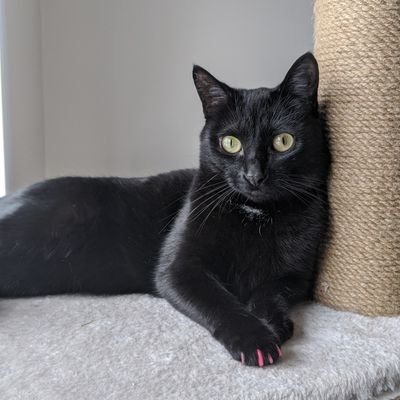 CatsofSw's profile picture. Feline / Animal Allies 🐱☂️🐶