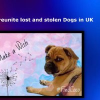 Help to reunite lost and stolen Dogs in UK(@_dogandbone_) 's Twitter Profile Photo