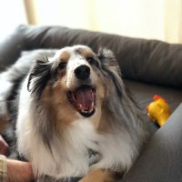 Jim  Corbett (@mozartplayer) 's Twitter Profile