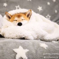 Zhenyun (@zhenyun7) 's Twitter Profile