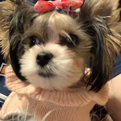 kindieteacher18's profile picture. life is like a crate of puppies.