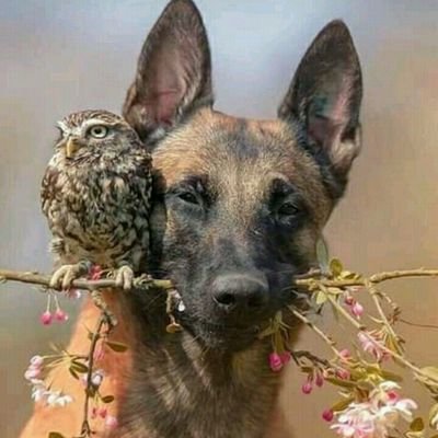 okateous's profile picture. Tourism and hospitality specialist/Conservationist /Government politics/Ecotourism practioner