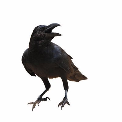 ElCuerv53969182's profile picture. Soy un pájaro negro