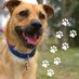 Apollo Support & Rescue (@asrpets) Twitter profile photo Apollo Support & Rescue (@asrpets) Twitter profile photo