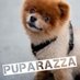 Puparazza (@puparazza) Twitter profile photo