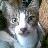 hoshino_ohji's profile image