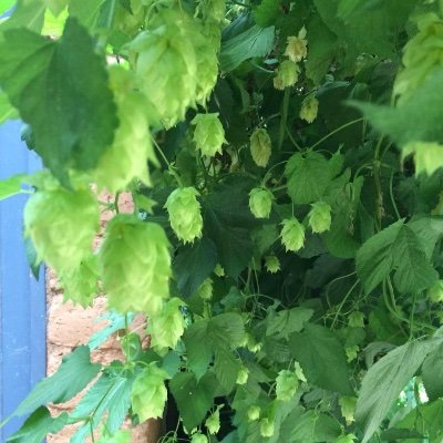 身の丈の道楽を心がけております