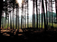 We're committed to saving Delamere Forest from being developed by Forest Holidays. Support CADD - Campaign Against Delamere's Destruction
