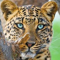 Vicente Ramirez (@viramirez15b2) 's Twitter Profile