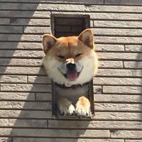 柴犬⭐︎ mqg33RKV_200x200.jpg