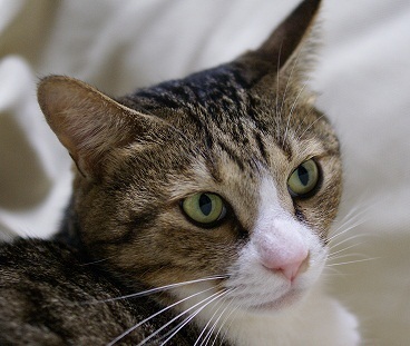 sa10ken1's profile picture. IT関係とスポーツが好きなおっさんです。
東京ヤクルトスワローズファン。基本は箱推しですが、#1、#12、#19 を特に応燕しています。
自分がやるのはテニスです。
2024年9月からBYD SEALオーナーになりました。