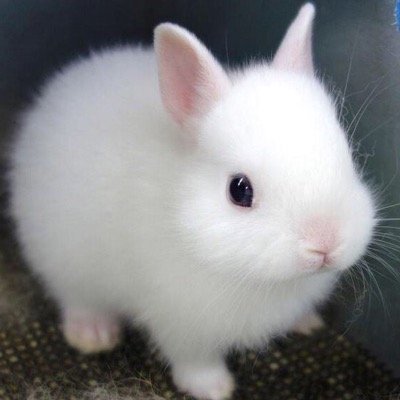 毎日更新 可愛い動物ムービーまとめ Cute Animals Bo Twitter