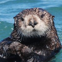 Willy the Otter(@OtterWilly) 's Twitter Profile Photo