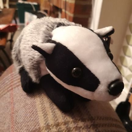 just a simple badger 🦡 adventures of Brian the (stuffed toy) badger