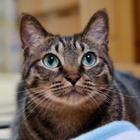 Takuo Watanabe (@wtakuo) 's Twitter Profile Photo Takuo Watanabe (@wtakuo) 's Twitter Profile Photo