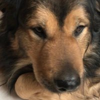 For the Love of Dogs!! 🌹🥰❤️🐶❤️🥰🌹(@ok32650586) 's Twitter Profile Photo