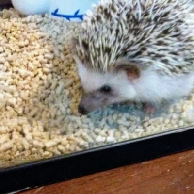 最近、Twitterに浮上していませんがちゃんと生きてます(●︎´▽︎`●︎)
最近は違う垢にいます
アニメ垢→@nknel_12345
相方♡→@Hikari_Unchi_